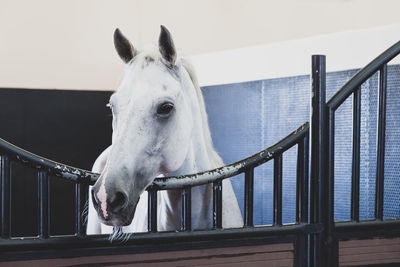 View of horse in stable