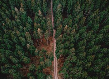 High angle view of trees in forest