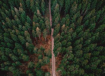 High angle view of trees in forest