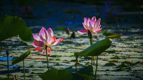 Close-up of pink lotus water lily in pond