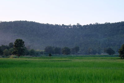 Scenic view of agricultural field against clear sky