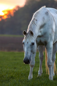 Horse standing in a field