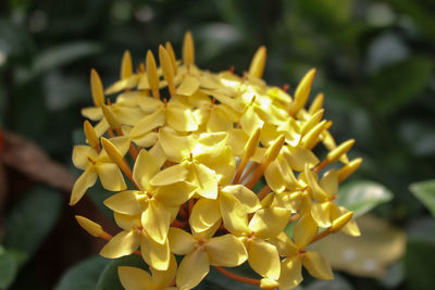 Close-up of yellow flowering plant