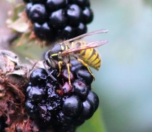 Close-up of insect on plant