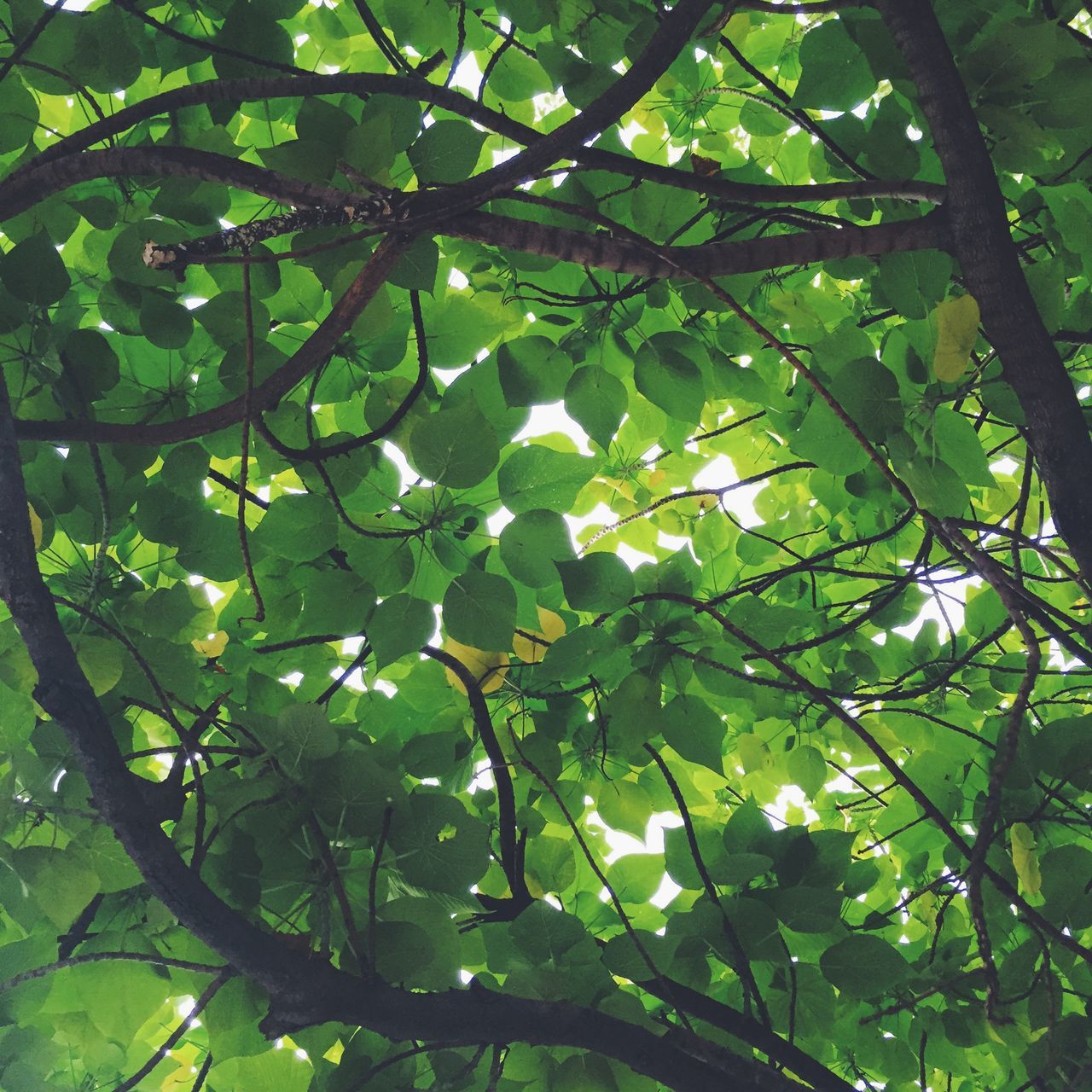 leaf, tree, branch, green color, growth, low angle view, nature, full frame, beauty in nature, tranquility, backgrounds, day, green, outdoors, lush foliage, no people, close-up, sunlight, leaves, focus on foreground