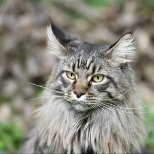 Close-up portrait of cat