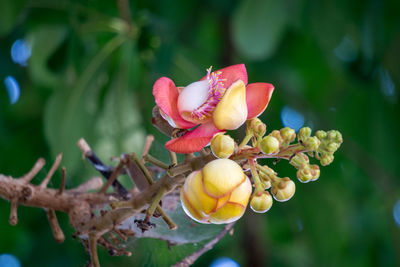 Close-up of red flowering plant