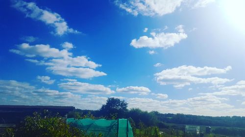 Low angle view of trees against blue sky