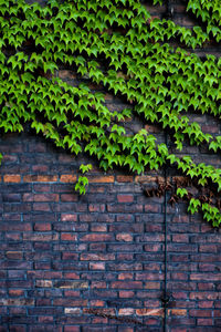 Creeper plants growing on brick wall