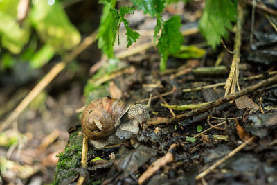 Close-up of snail outdoors