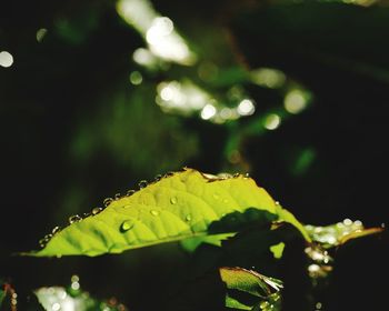 Close-up of raindrops on leaves