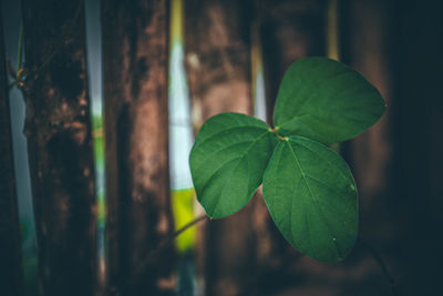 Close-up of fresh green leaves