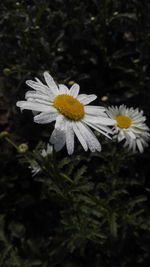 Close-up of white daisy blooming outdoors