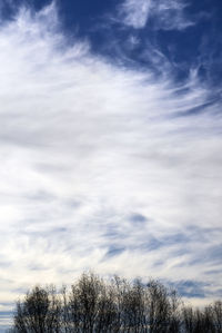 Low angle view of tree against sky