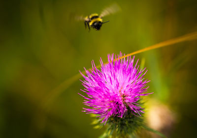 Close-up of bee pollinating on thistle