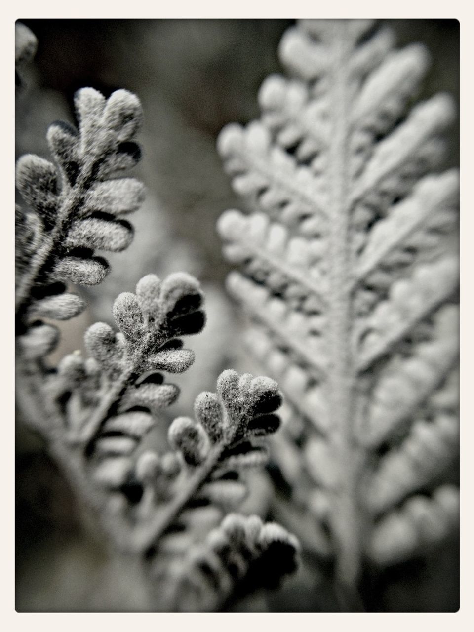 transfer print, auto post production filter, growth, flower, plant, close-up, selective focus, focus on foreground, nature, fragility, freshness, beauty in nature, flower head, stem, leaf, no people, outdoors, day, petal, botany