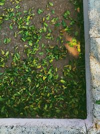 Close-up of plants against wall