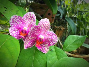 Close-up of pink flower blooming outdoors