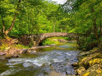 Bridge over river in forest