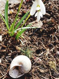 Close-up of rabbit on plants