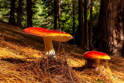 Close-up of fly agaric mushroom on field