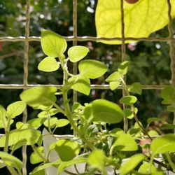 Close-up of fresh green plant