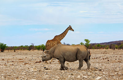 Wild rhino and giraffe grazing on field against sky