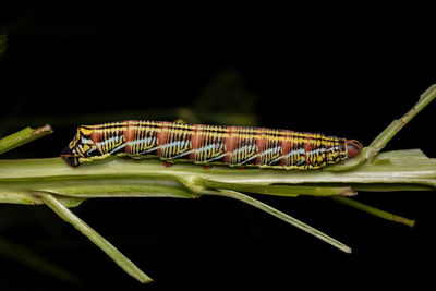 Close-up of insect on leaf