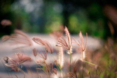 Close-up of stalks on field against blurred background