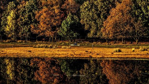 View of trees on field