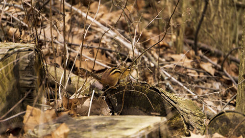 Close-up of dead plant on land