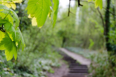 Close-up of fresh green plants