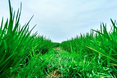 Crops growing on field against sky