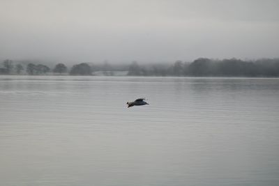 Bird flying over lake