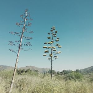 Plants on landscape against clear blue sky