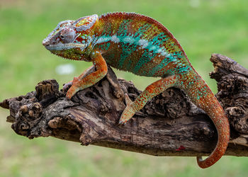 Close-up of lizard on tree