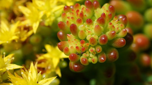 Close-up of red flowering plant
