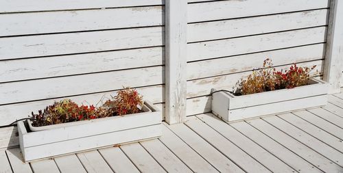 Close-up of potted plant