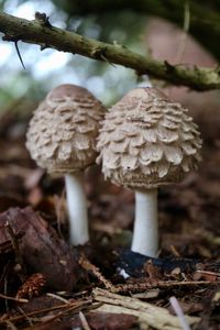 Close-up of mushroom growing in forest