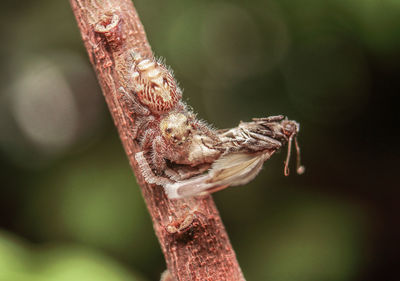 Close-up of insect on twig