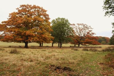 Trees on landscape against sky