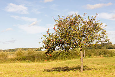 Scenic view of flowering trees on field against sky