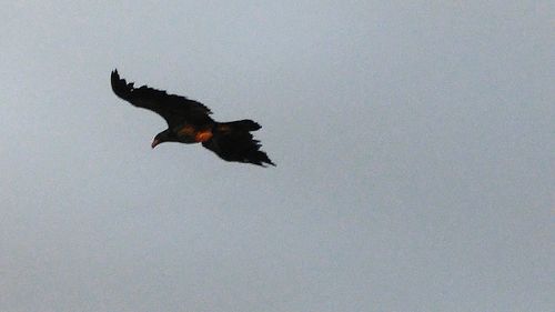 Low angle view of birds flying