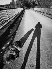 Shadow of dog on road