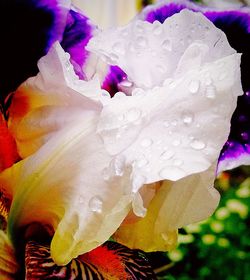 Close-up of water drops on flower