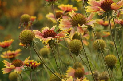 Red yellow flowers in the field