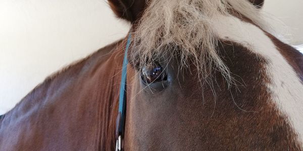 Close-up of a horse