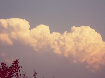 Low angle view of trees against sky