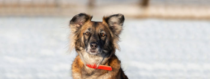 Portrait of dog looking away