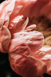 Close-up of rose flower